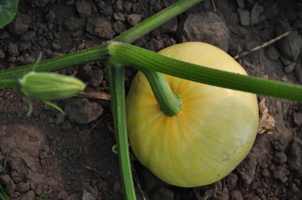 Pumpkin in the garden. — Stock Photo, Image