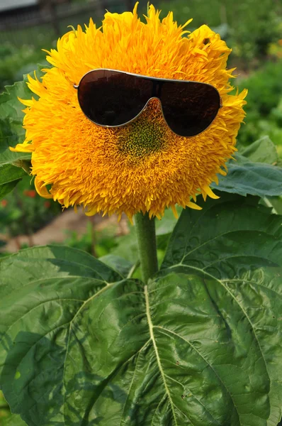 Portrait of a sunflower in glasses. — Stock Photo, Image