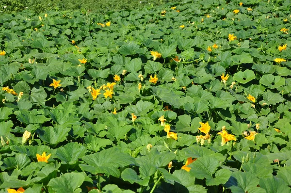 kabak çiçekleri Bahçe.