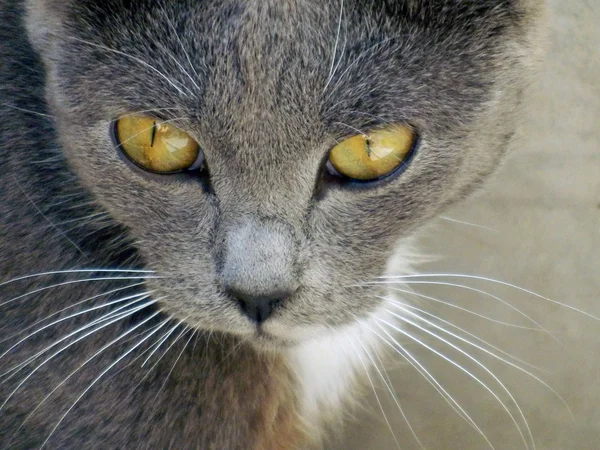 Porträt einer grauen Katze mit weißen Schnurrhaaren. Stockbild
