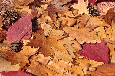 arka planı renkli yaprakları.
