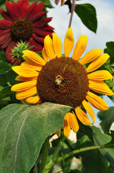 Sunflowers. — Stock Photo, Image