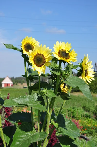 Sunflower — Stock Photo, Image