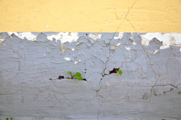Рослина на стіні . — стокове фото