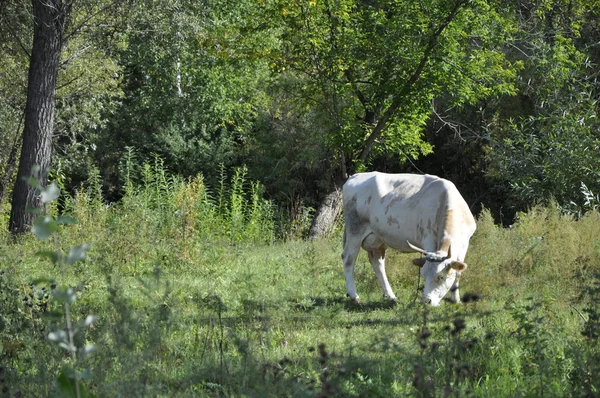 Kon i ängen. — Stockfoto