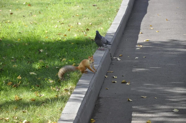 Eichhörnchen und Taube. — Stockfoto