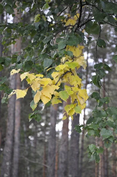 Žlutá březovými větvemi. — Stock fotografie