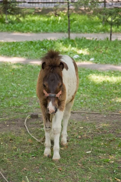 Маленький пони . — стоковое фото