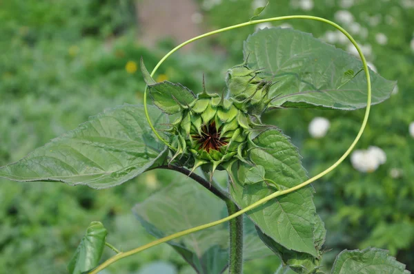 Groene zonnebloem. — Stockfoto