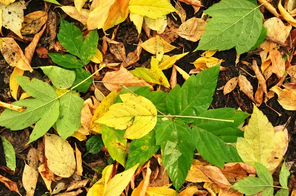 Hintergrund der abgefallenen Blätter. — Stockfoto