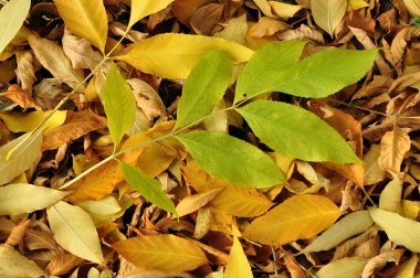 Sonbahar Yaprakları.