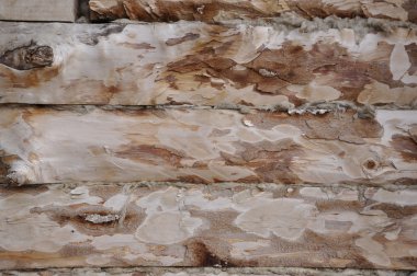 duvara çam panoları.