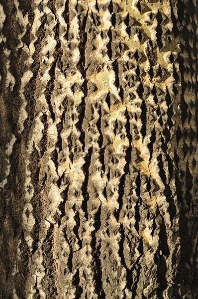 Texture della corteccia degli alberi. — Foto Stock