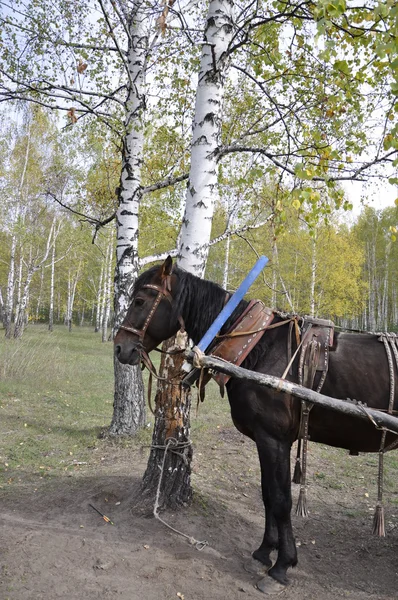 Horse about birch. — Stock Photo, Image