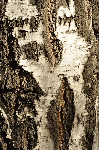 A textura da casca de bétula . — Fotografia de Stock