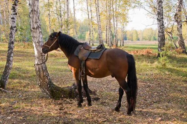 Tažený koněm v lese. — Stock fotografie
