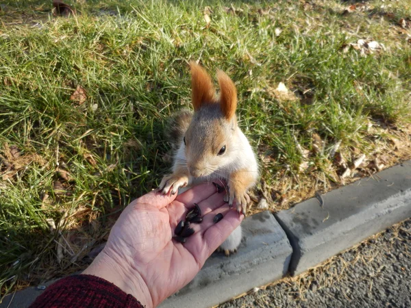 Semi di girasole masticando scoiattoli . — Foto Stock