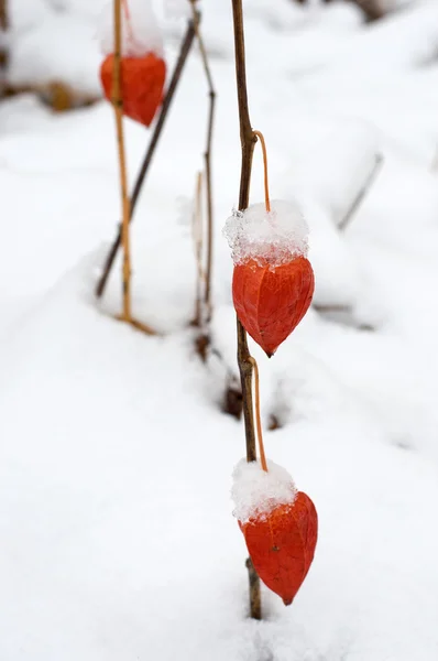 Rode physalis op witte sneeuw. — Stockfoto