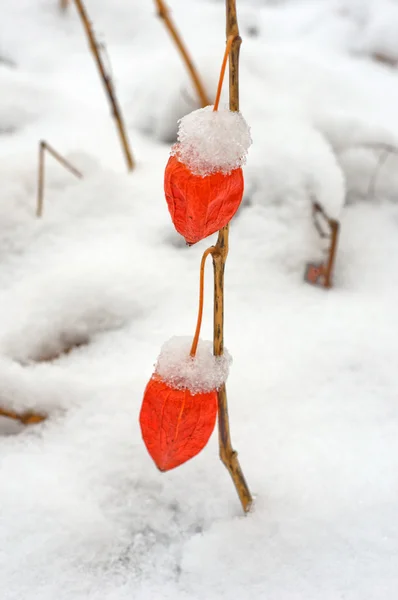 Röd physalis på vit snö. — Stockfoto