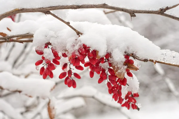 Der Schnee auf dem Zweig einer Berberitze. — Stockfoto