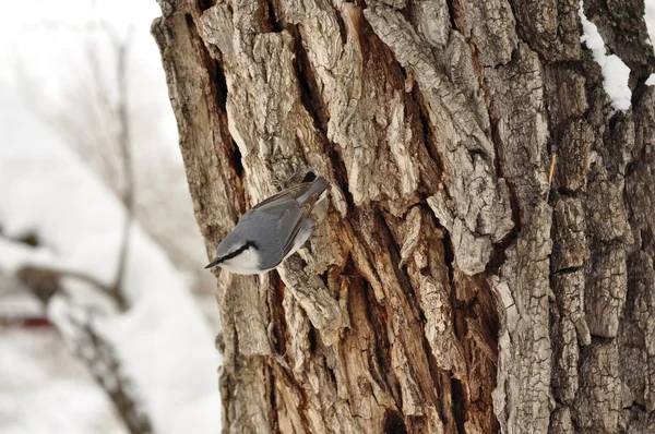 Nuthatch en un tronco de árbol . — Foto de Stock