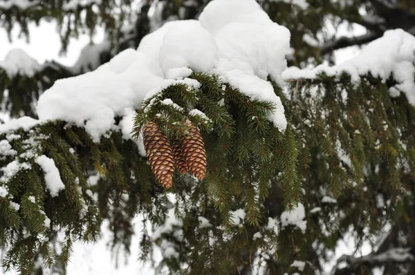 Snö på fir grenar. — Stockfoto