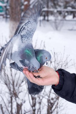 bir yandan güvercinler.