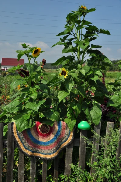 Rug and pot on the fence. — Stock Photo, Image