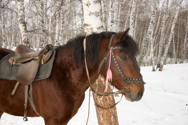 Cavalo de sela . — Fotografia de Stock