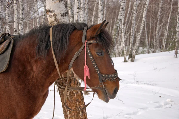 Caballo ensillado . — Foto de Stock