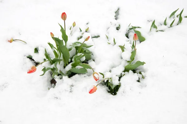 Tulpen in de sneeuw. — Stockfoto