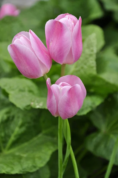 Tulipas. — Fotografia de Stock