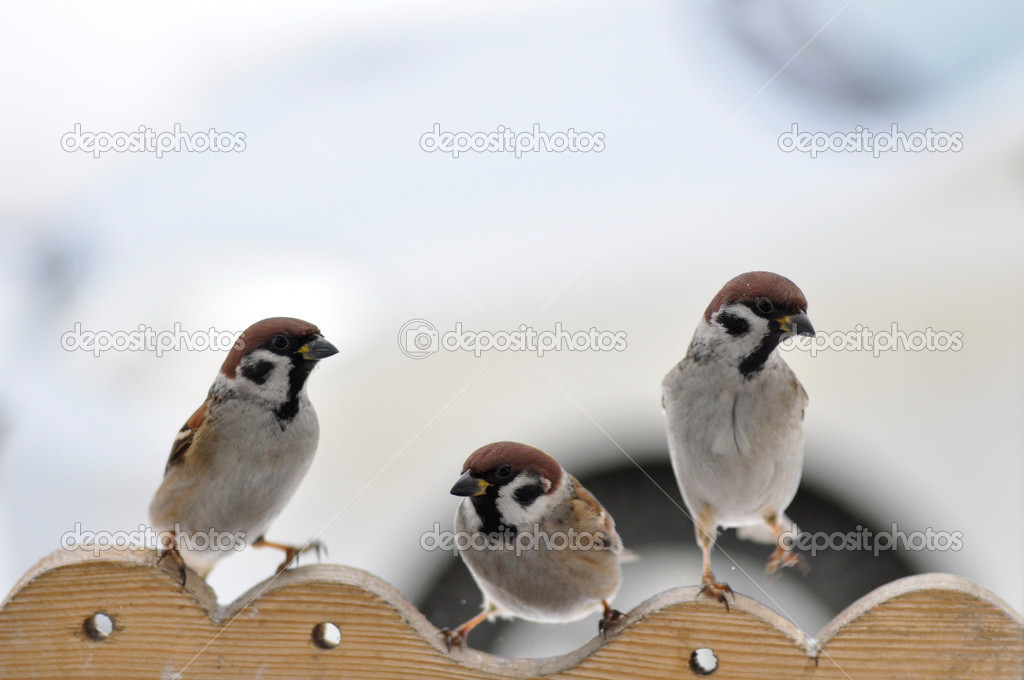 Three sparrows.