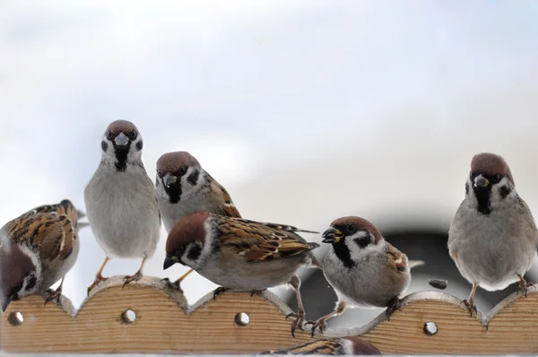 Sparrows on the trough. — Stock Photo, Image