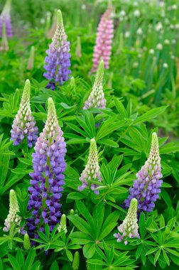 lupines.
