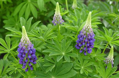 lupines.