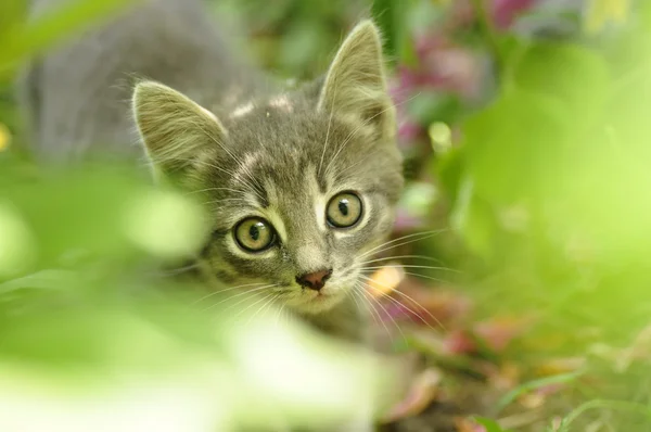 Kitten op jacht. — Stockfoto