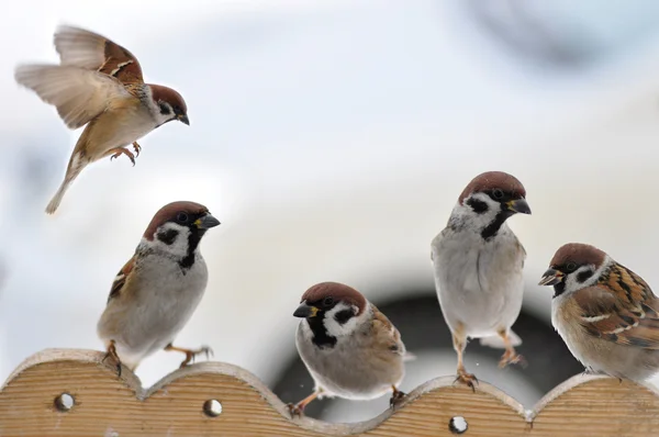 Sparrows on the trough. — Stock Photo, Image