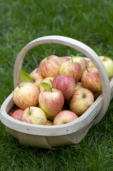 Pommes fraîches dans une truffe en bois — Photo