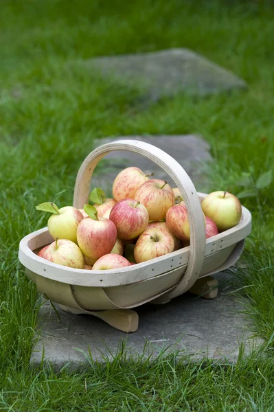 Fresh apples in a wooden trug — Stock Photo, Image