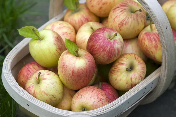Fresh apples in a wooden trug — Stock Photo, Image