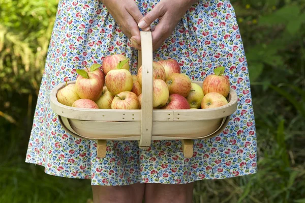신선한 사과 나무 trug에 여자 — 스톡 사진