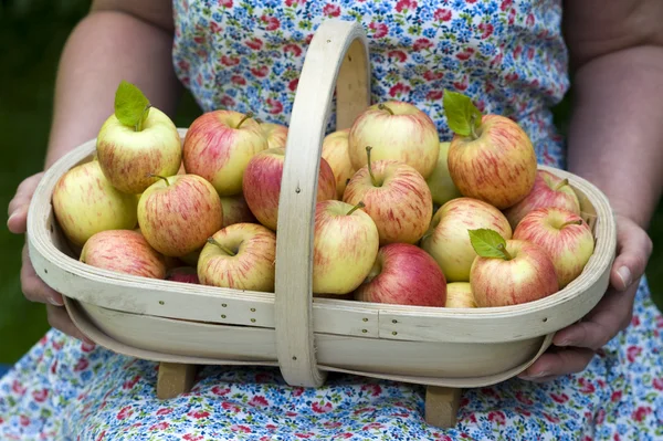 Woman with fresh apples in a wooden trug — Stock Photo, Image