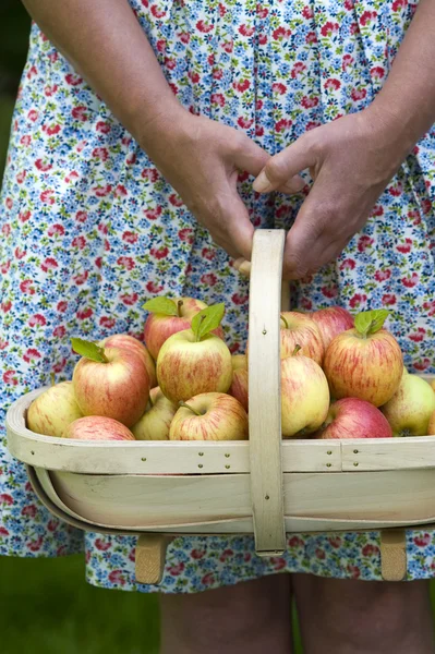 Woman with fresh apples in a wooden trug — Stock Photo, Image