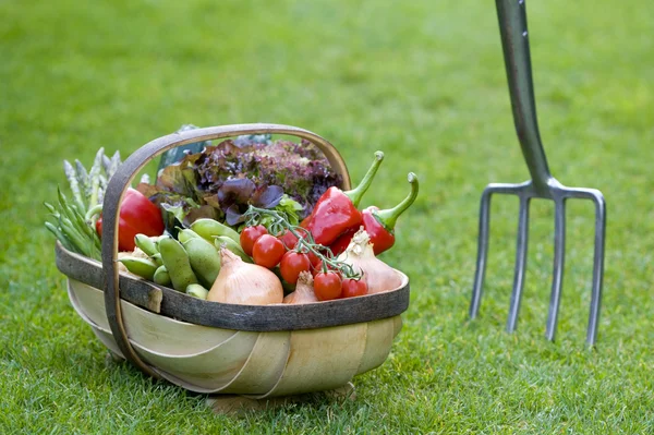 Frisch geerntetes Gemüse — Stockfoto