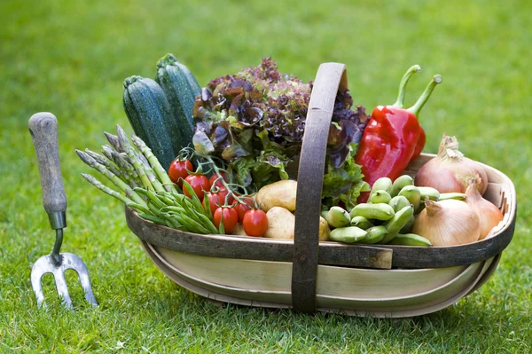 Frisch geerntetes Gemüse — Stockfoto