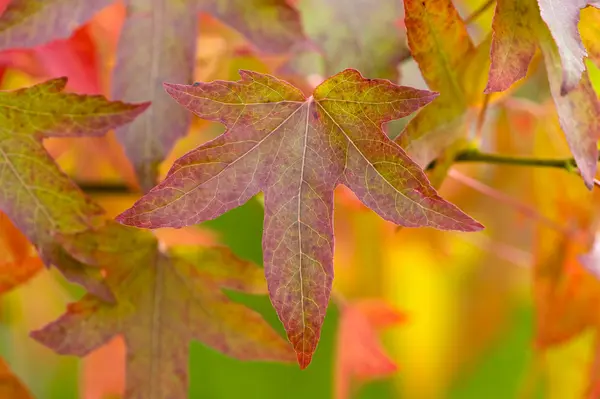 Podzimní listí a zeleň — Stock fotografie