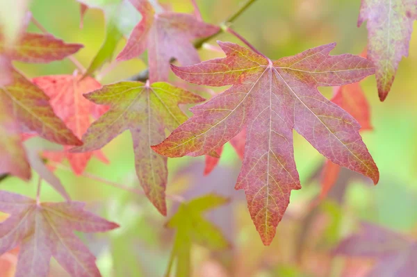 Autumnal liquidambar leaves — Stock Photo, Image