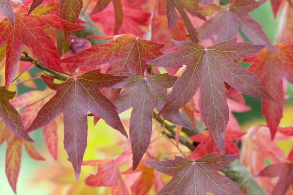 Autumnal liquidambar leaves — Stock Photo, Image