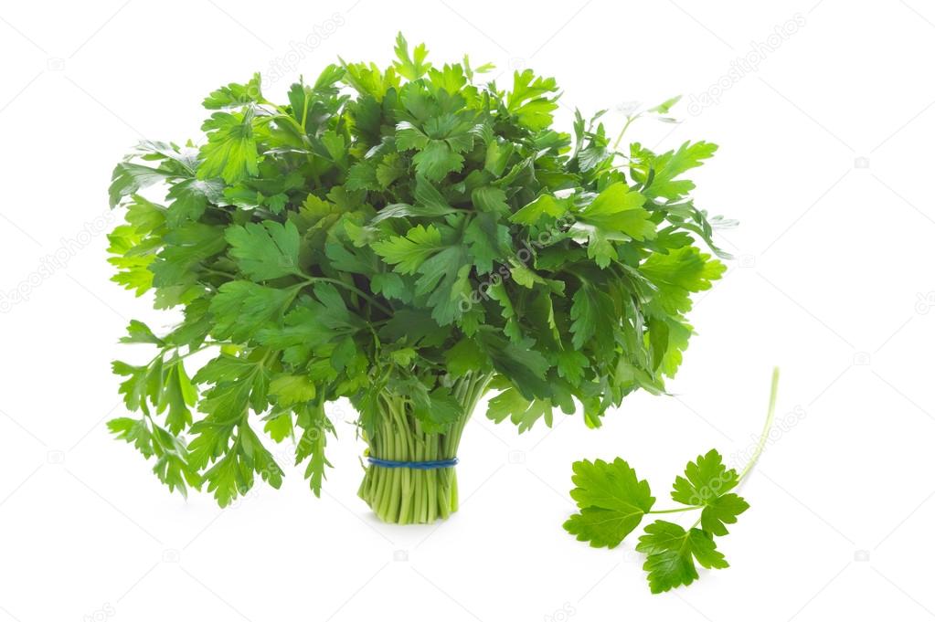 Bunch of flat leaf parsley isolated on a white background